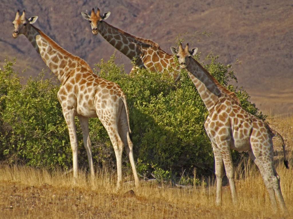 Quand partir en Namibie pour un safari inoubliable